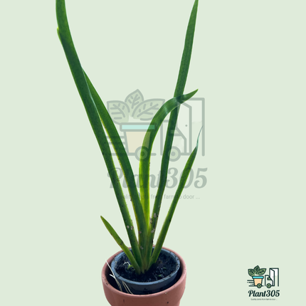 3 Plants of Dixie Deb Iris – Louisiana Marginal Pond Plant with Yellow Ruffled Blooms; Hardy Bog Plant for Shallow Water or Wet Soil; Zones 6–11