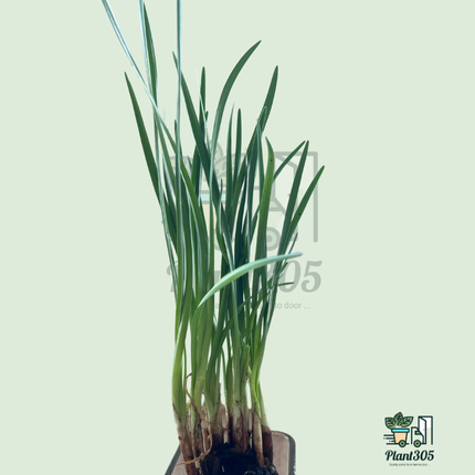 3 Society Garlic Plant – Edible Ornamental with Lavender Blooms & Mild Garlic Aroma; Drought Tolerant, Pollinator Friendly; Zones 7–10